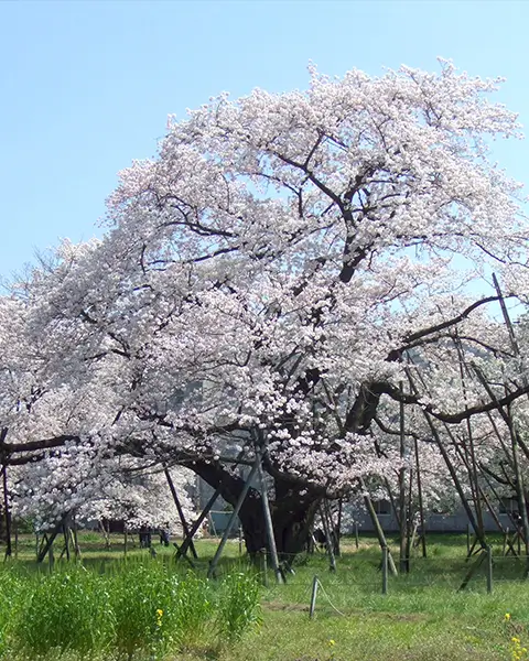 学芸学部食物学科卒業 田中 百子 様